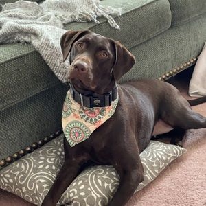 Meet your Posher, Bryce